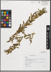 Foto von Salix triandra L.
